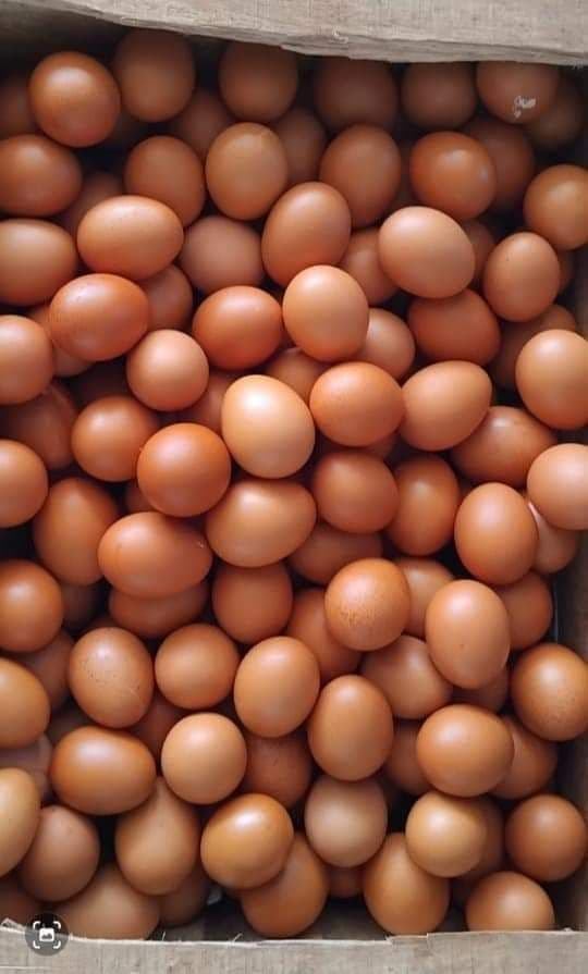 Trứng gà 16